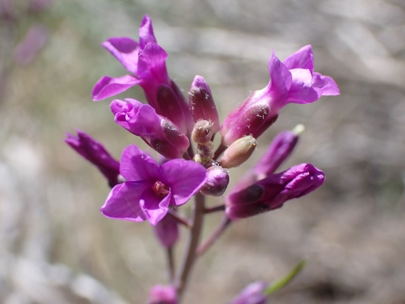 Boechera lincolnensis photo 8