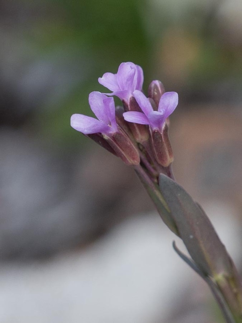Lyall's Rockcress