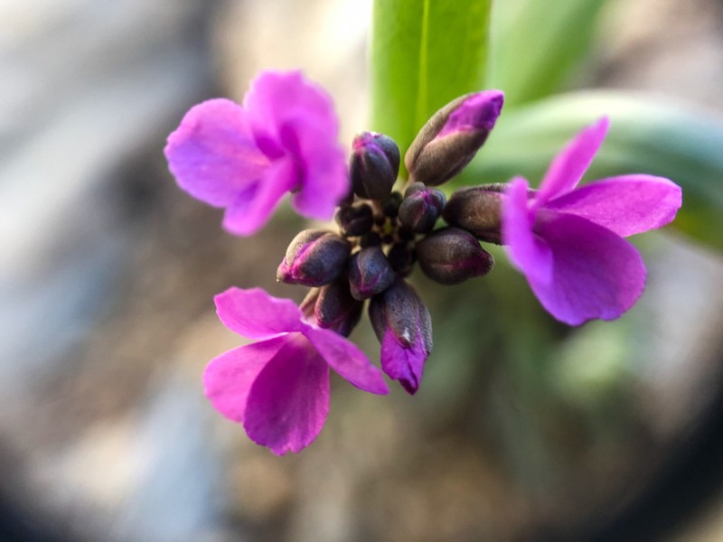 Lyall's Rockcress photo 2