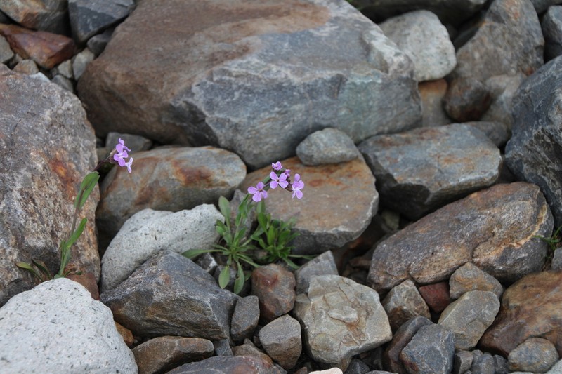 Lyall's Rockcress photo 3