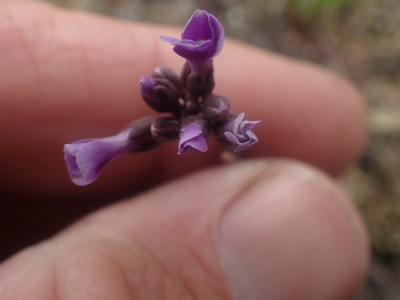 Lyall's Rockcress photo 5