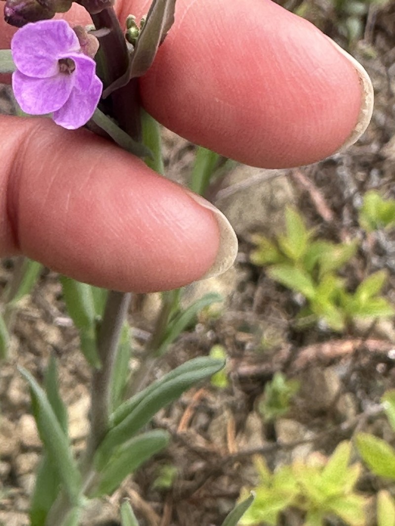 Lyall's Rockcress photo 6