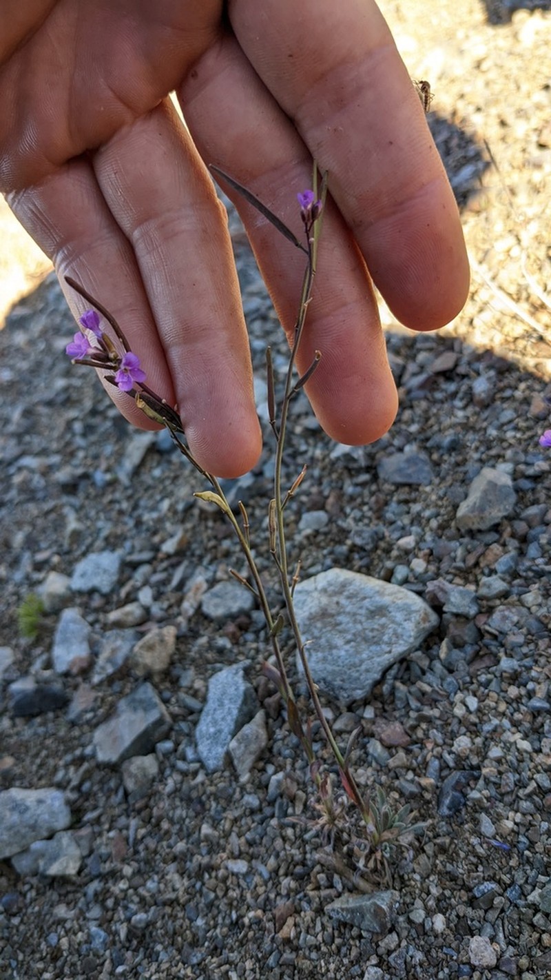 Lyall's Rockcress photo 7