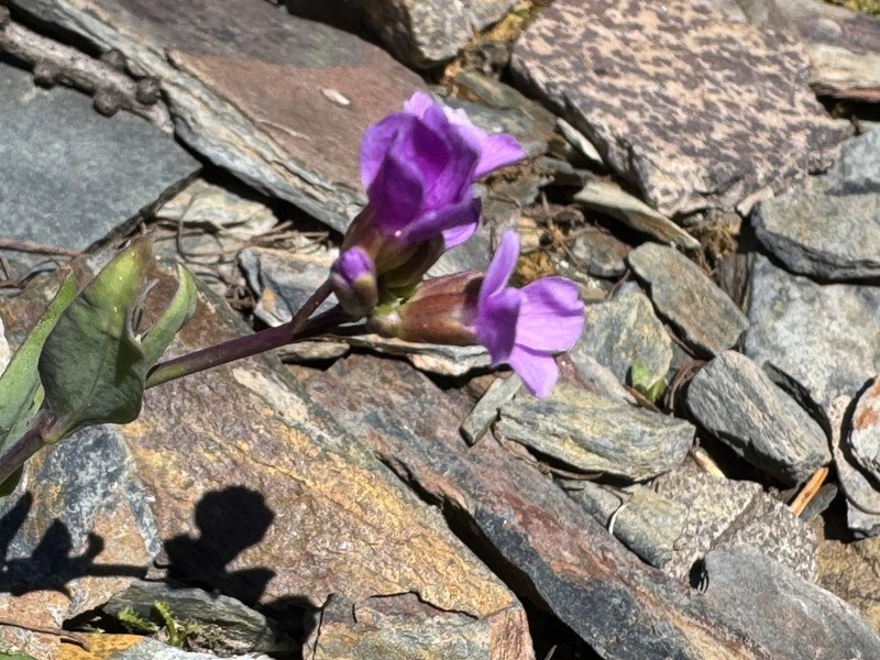 Lyall's Rockcress photo 8