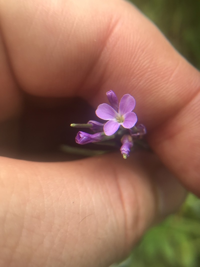 Murray's Rockcress photo 4