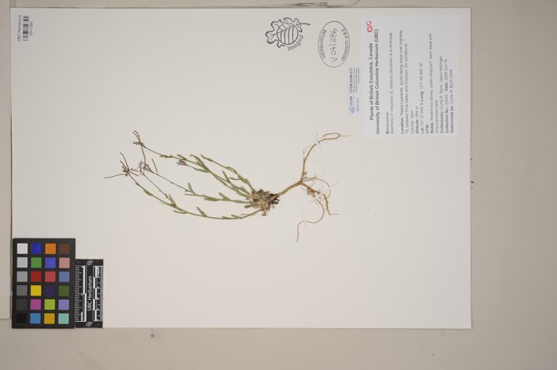 Boechera macounii