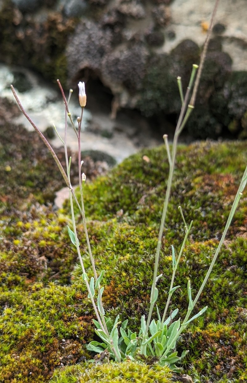 littleleaf rockcress