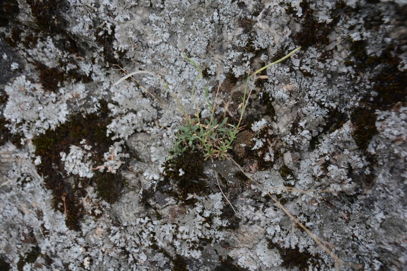 littleleaf rockcress photo 2