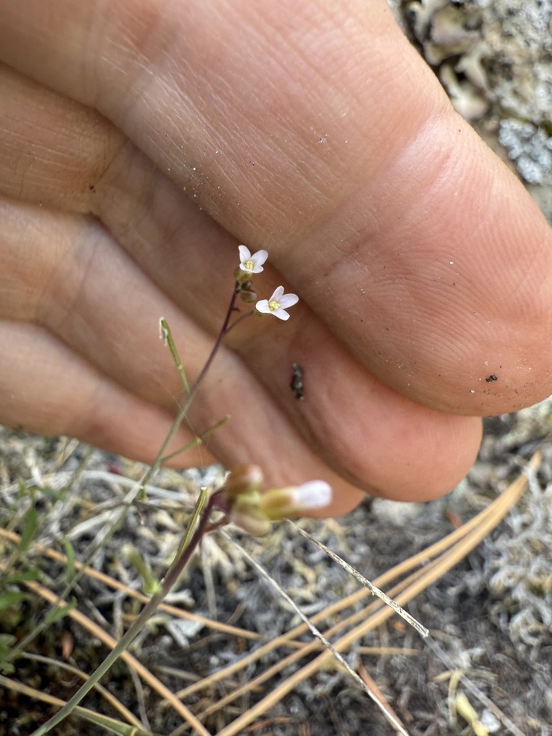 littleleaf rockcress photo 3