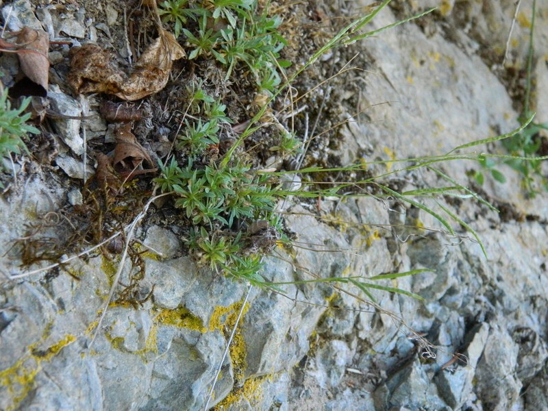 littleleaf rockcress photo 4