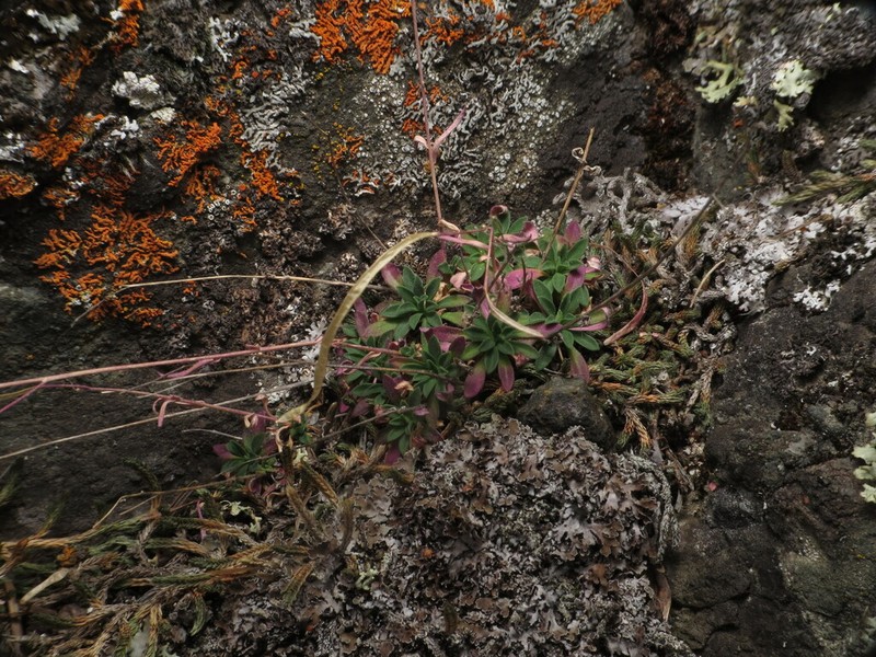 littleleaf rockcress photo 5