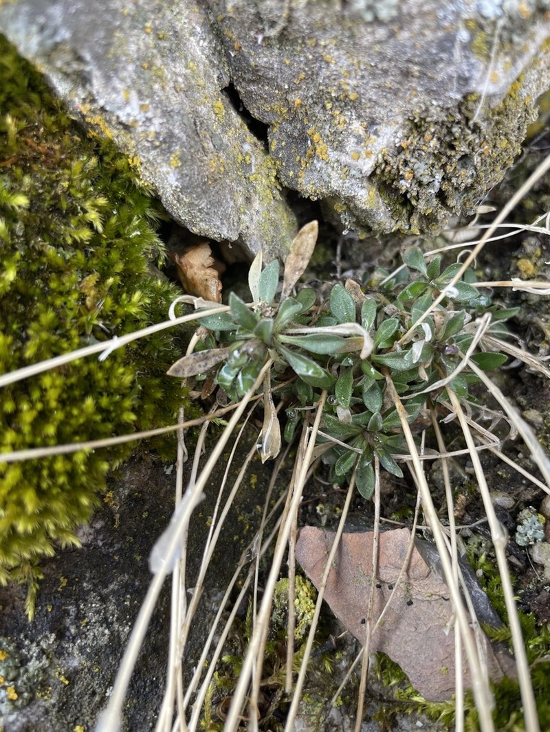 littleleaf rockcress photo 7