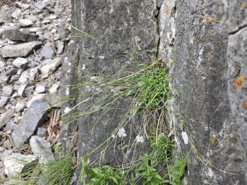 littleleaf rockcress photo 8