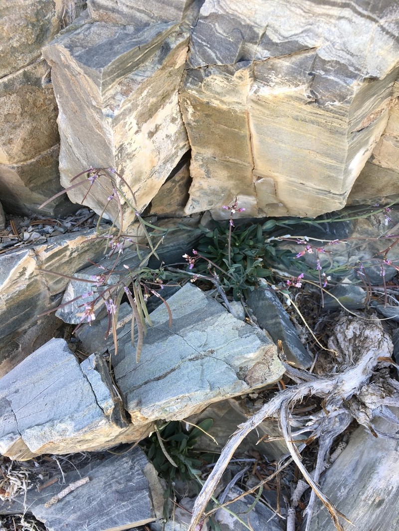 Boechera nevadensis photo 3