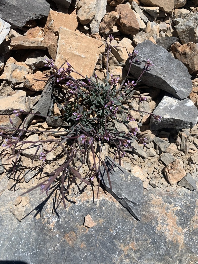 Boechera nevadensis photo 4
