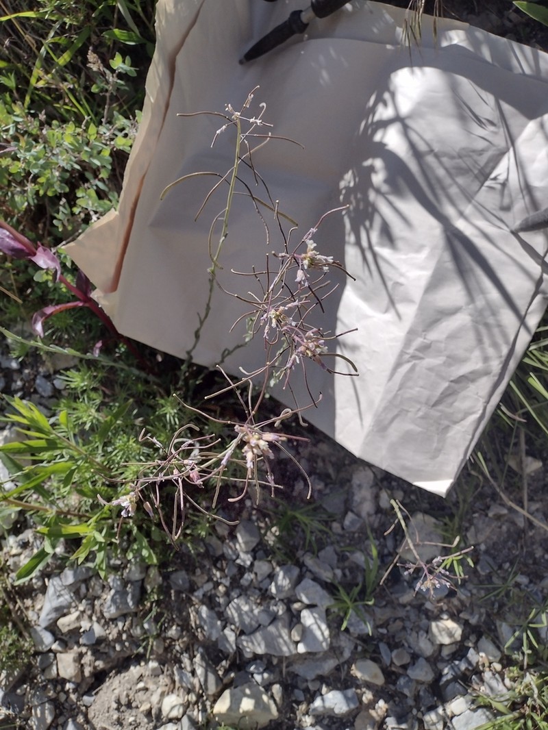 Boechera nevadensis photo 5