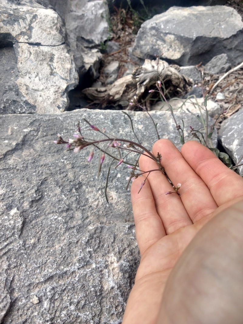 Boechera nevadensis photo 6
