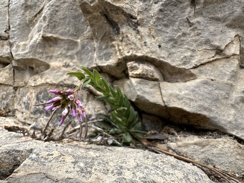 Boechera nevadensis photo 7