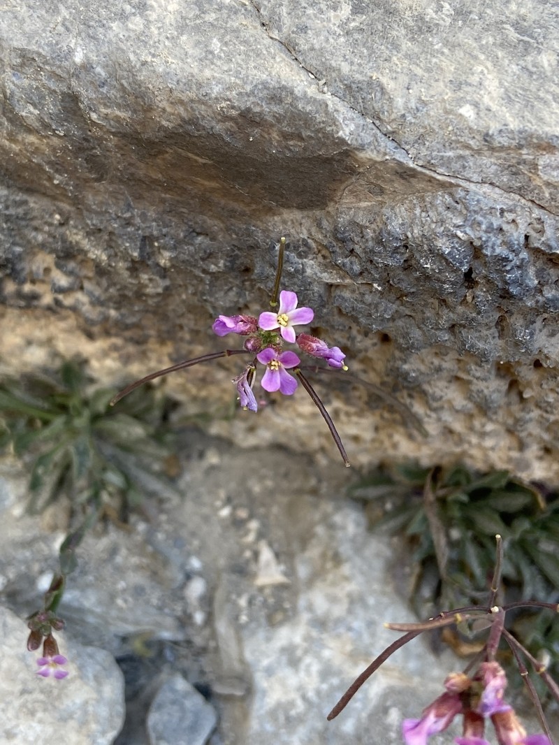 Boechera nevadensis photo 8