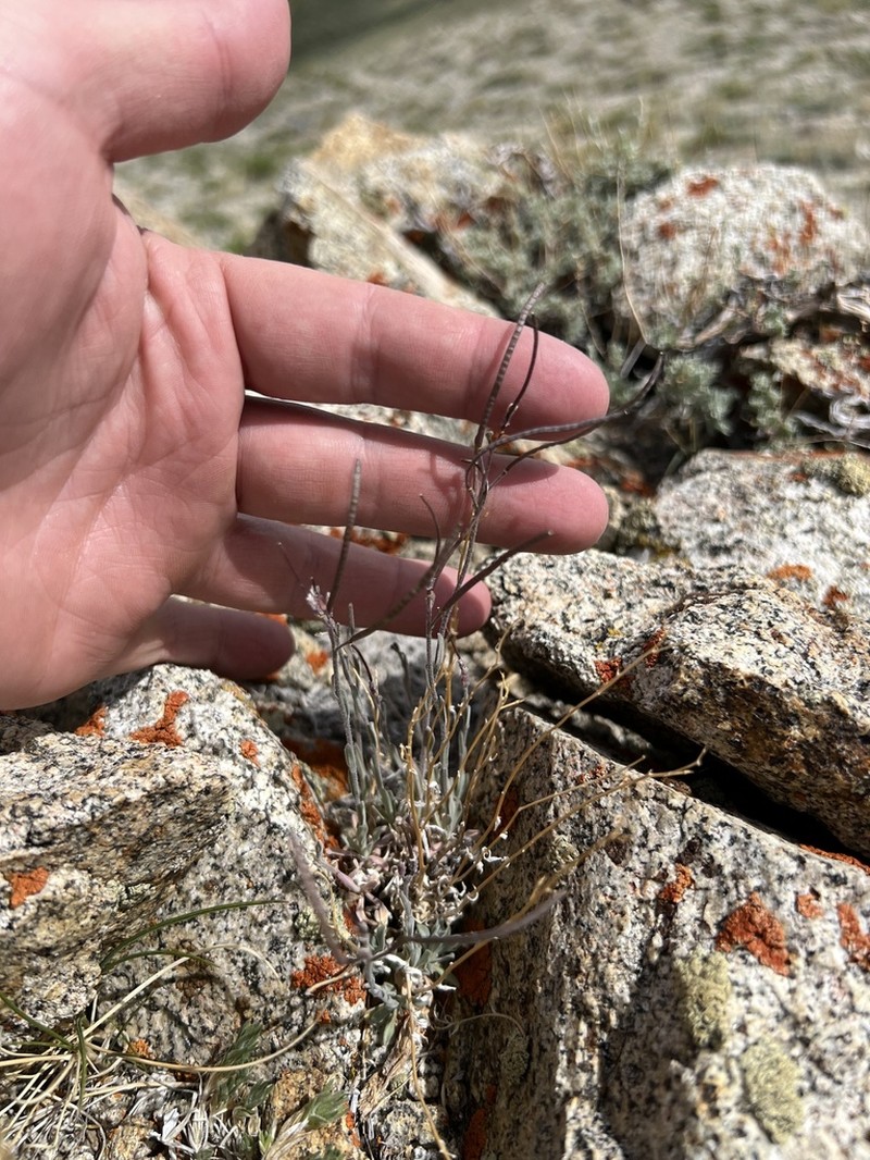 Ophir Pass Rockcress