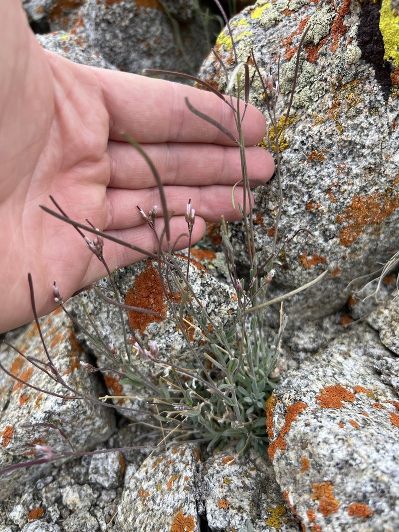 Ophir Pass Rockcress photo 2