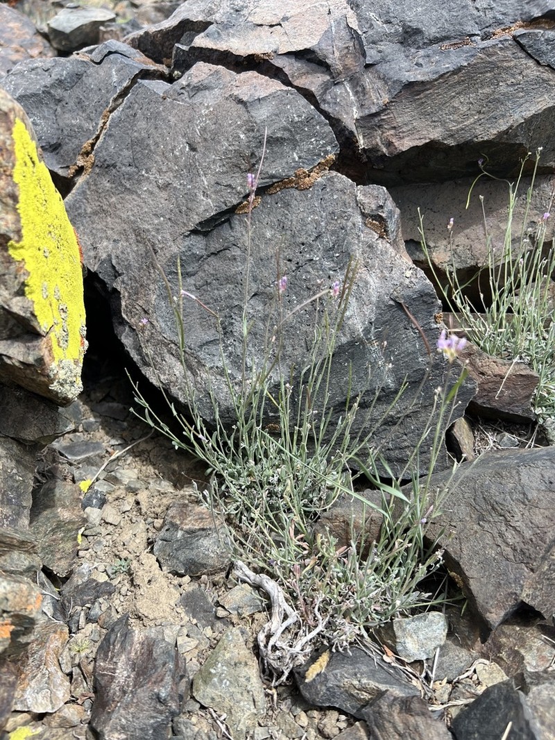 Ophir Pass Rockcress photo 3