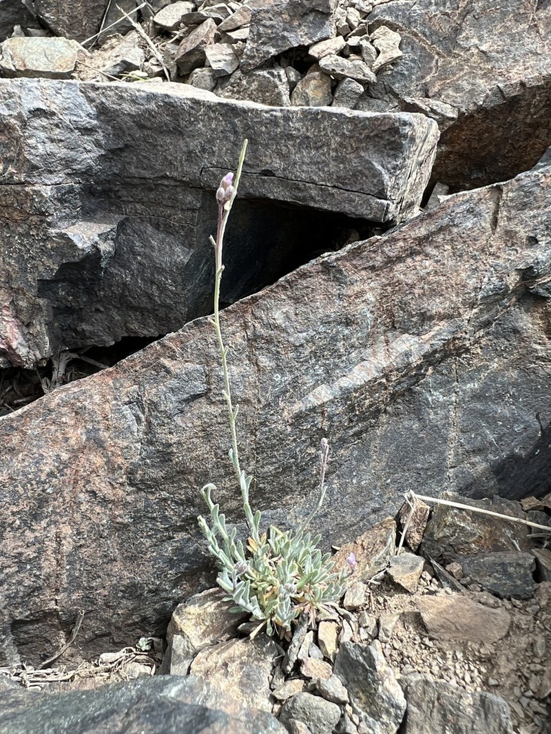 Ophir Pass Rockcress photo 4