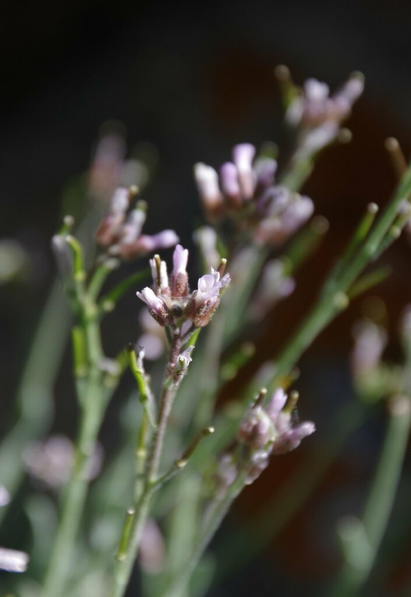 Ophir Pass Rockcress photo 5