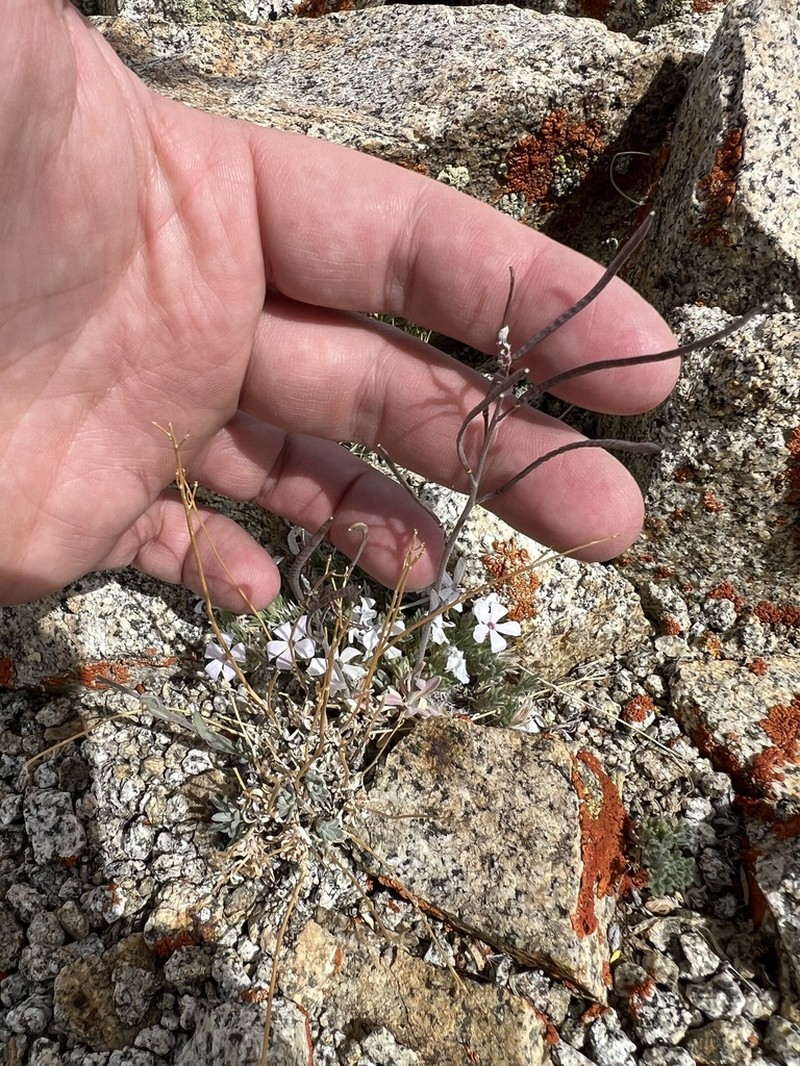 Ophir Pass Rockcress photo 6