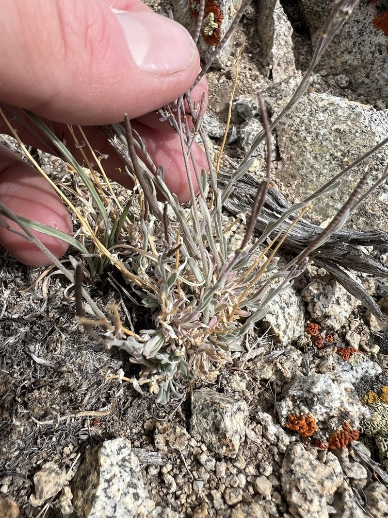 Ophir Pass Rockcress photo 7