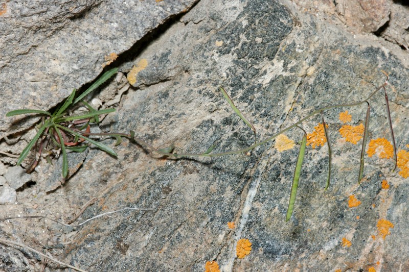 Nodding Rockcress