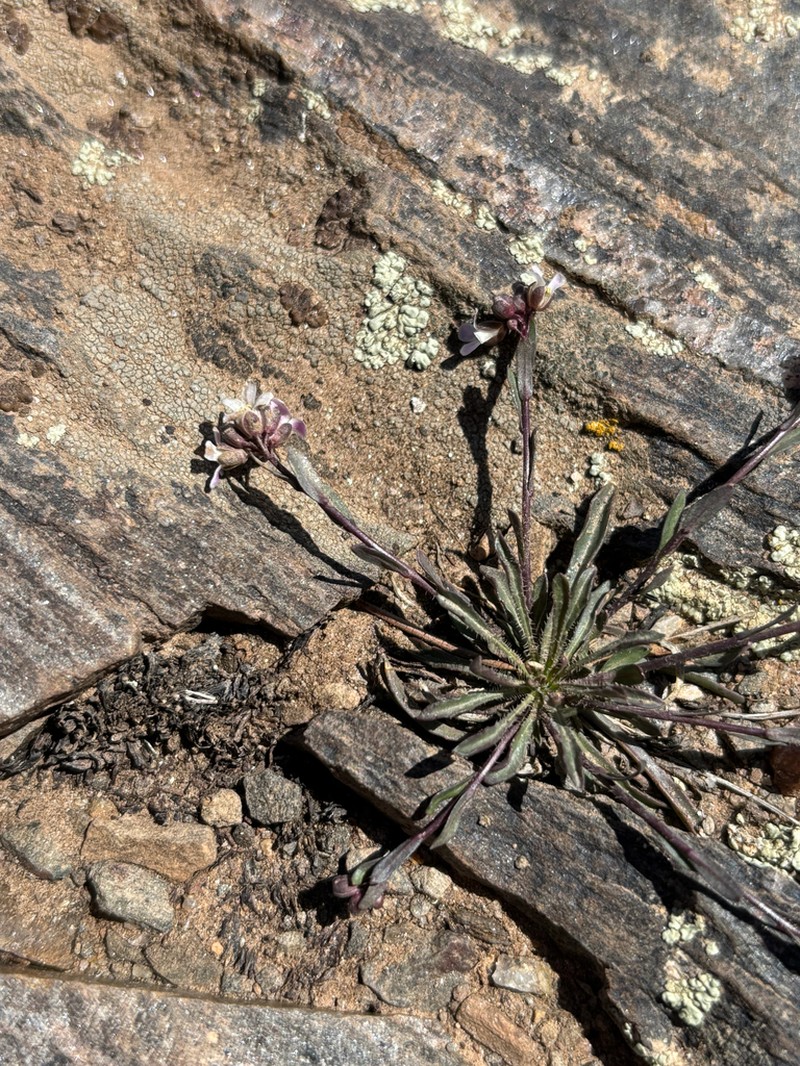 Nodding Rockcress photo 2
