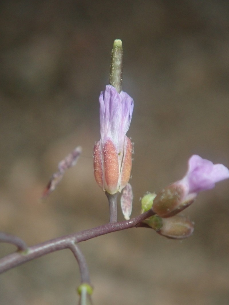 Nodding Rockcress photo 3