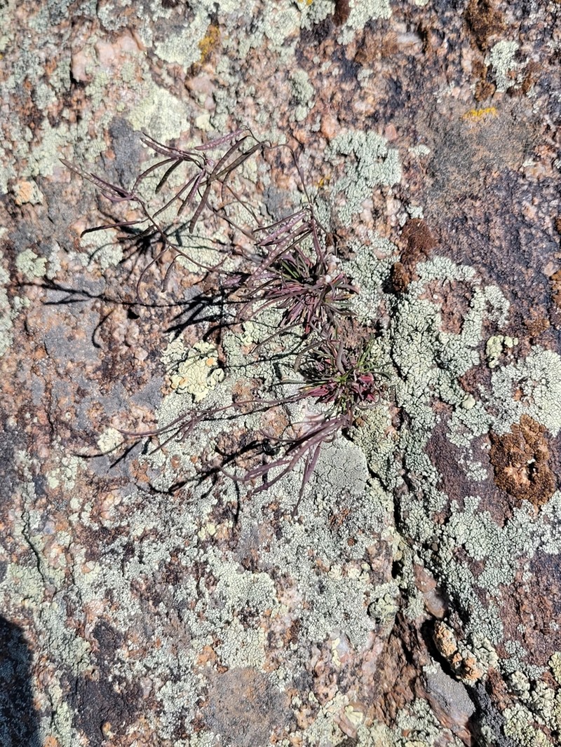 Nodding Rockcress photo 4
