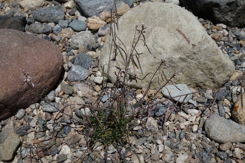Glenwood Springs Rockcress photo 5
