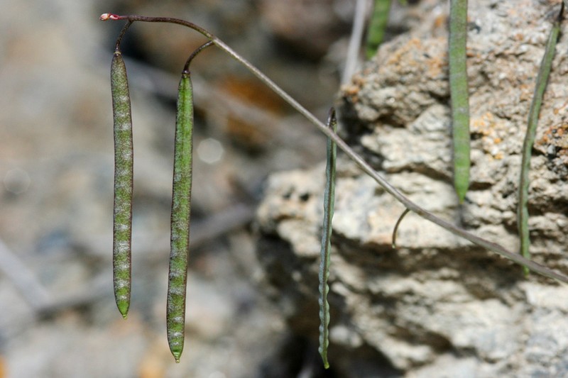 Glenwood Springs Rockcress photo 6