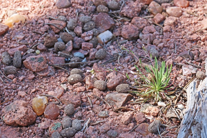 Glenwood Springs Rockcress photo 7