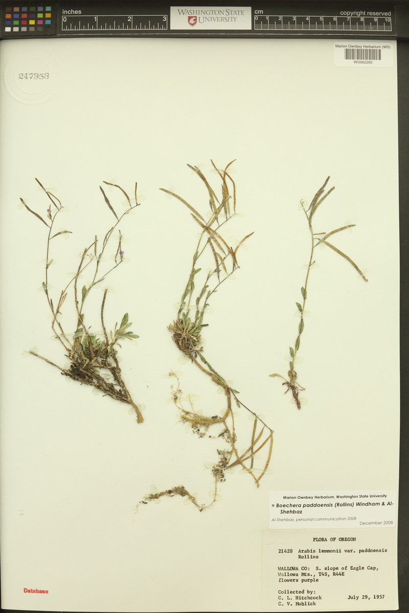 Boechera paddoensis