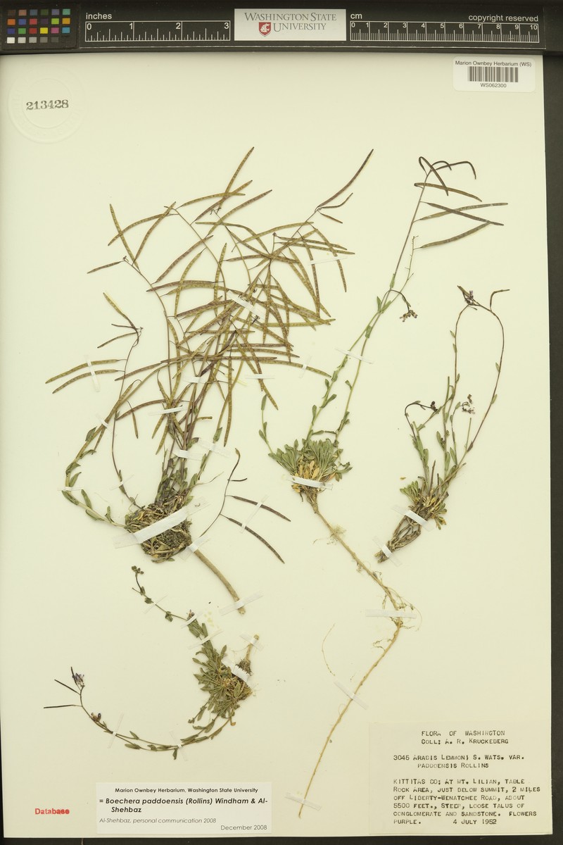 Boechera paddoensis photo 2