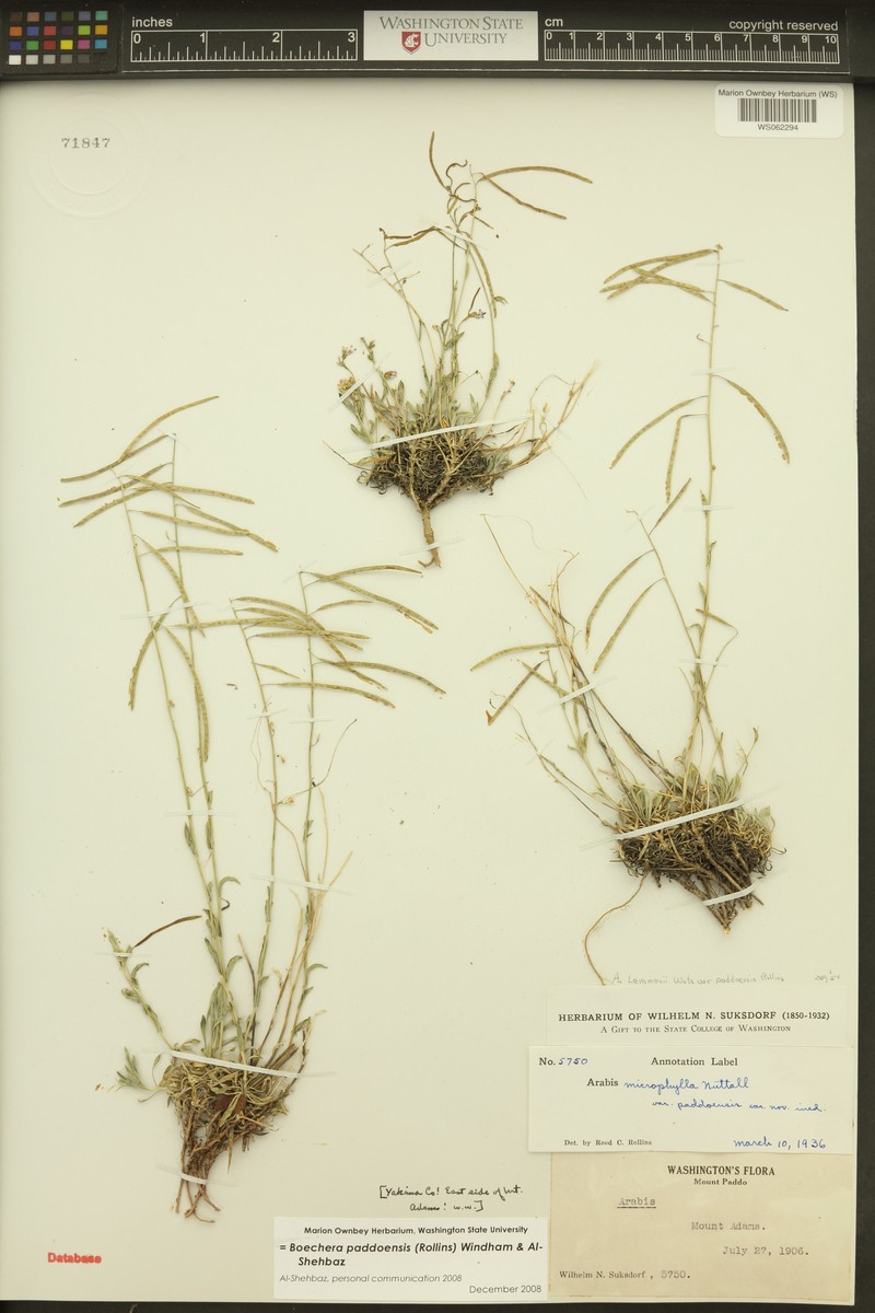 Boechera paddoensis photo 3