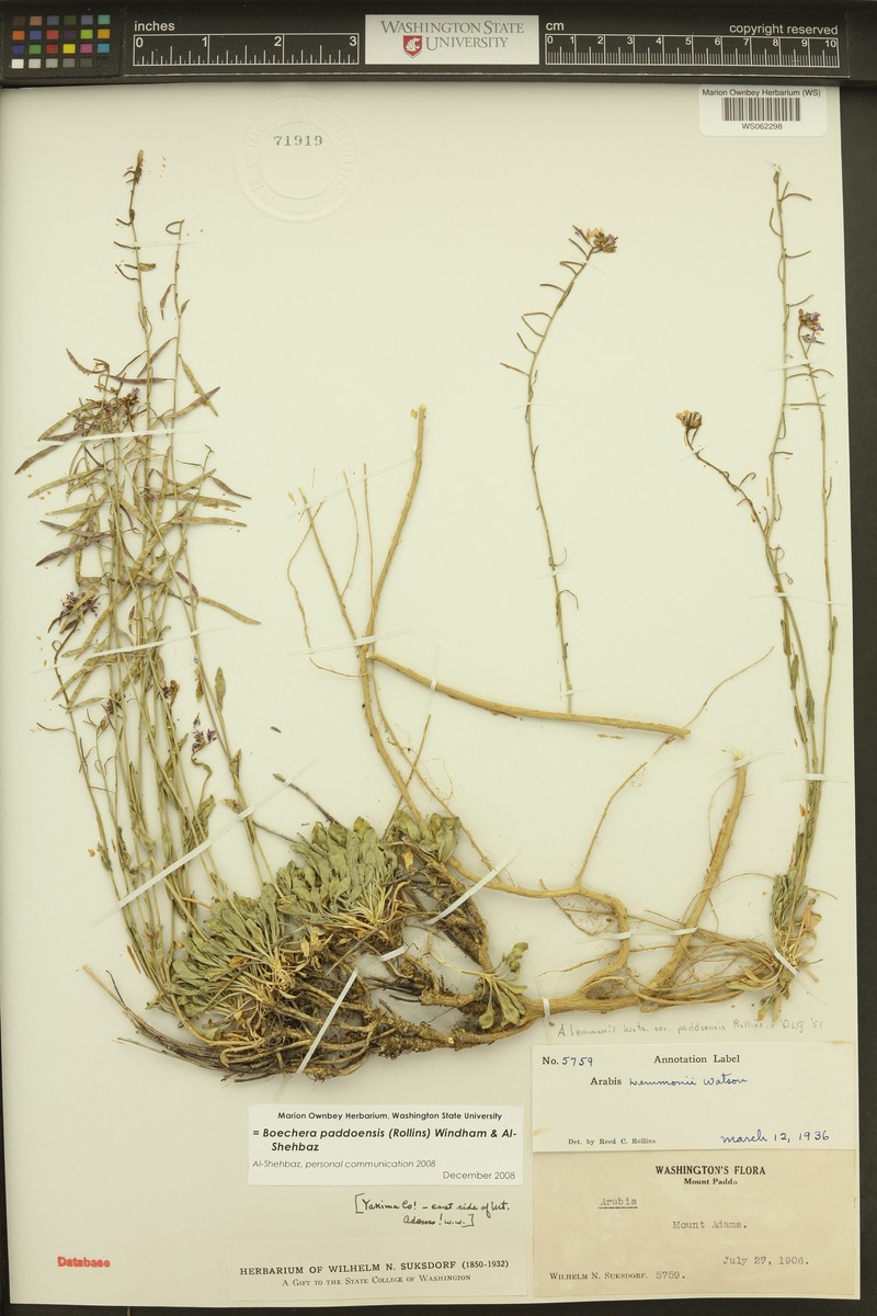 Boechera paddoensis photo 4
