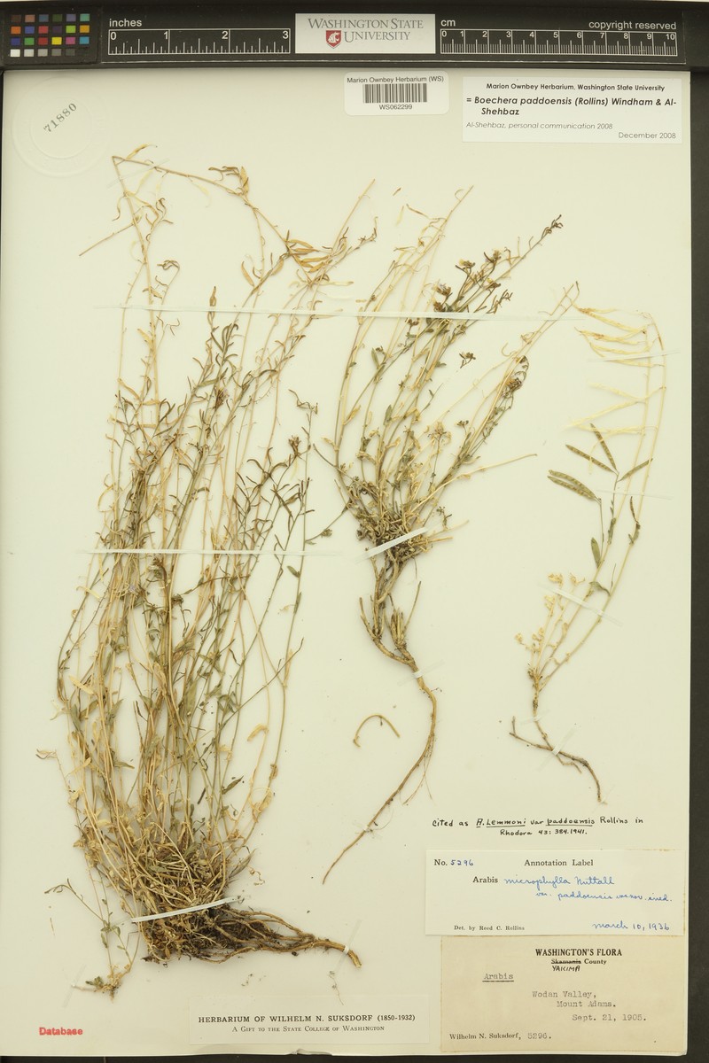 Boechera paddoensis photo 5