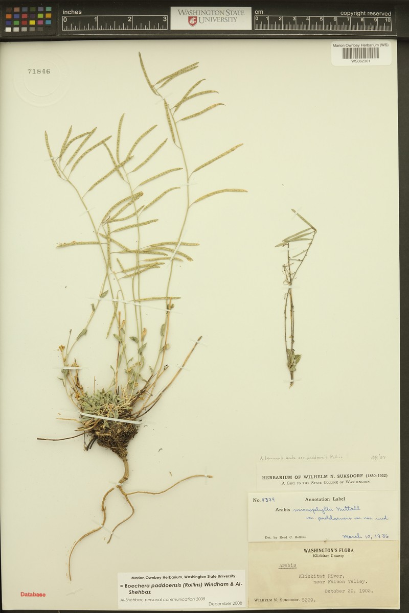Boechera paddoensis photo 6