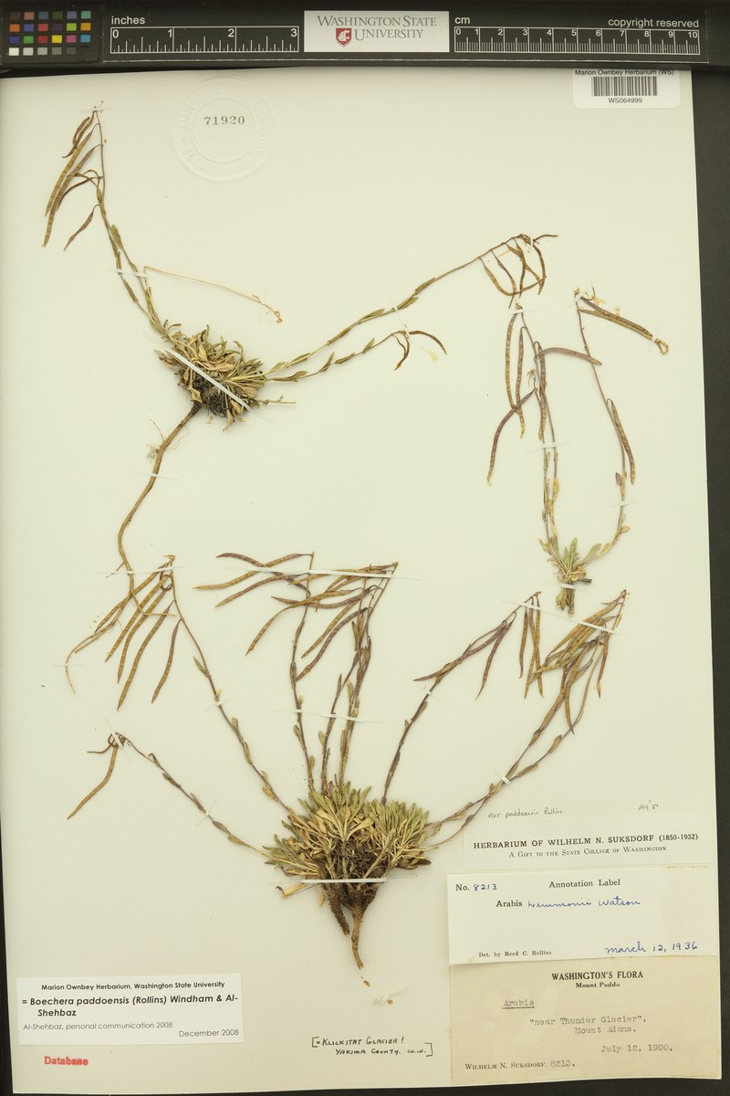 Boechera paddoensis photo 7