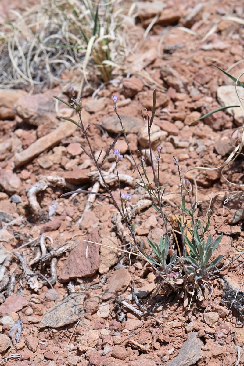 Gunnison County Rockcress