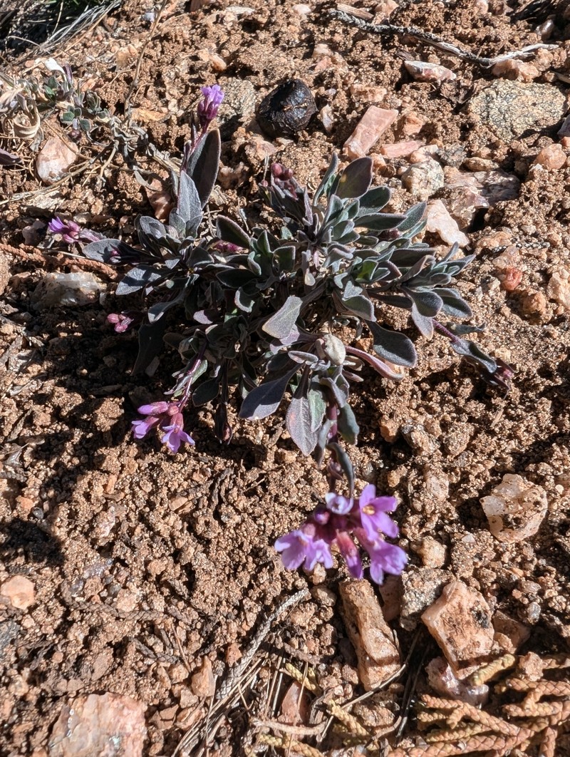 Gunnison County Rockcress photo 2