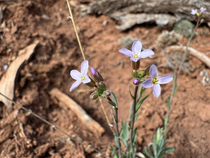 Gunnison County Rockcress photo 3