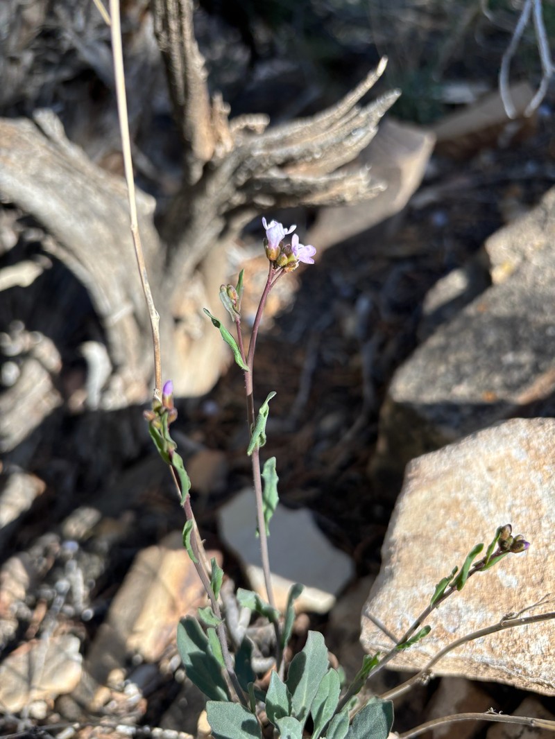 Gunnison County Rockcress photo 4
