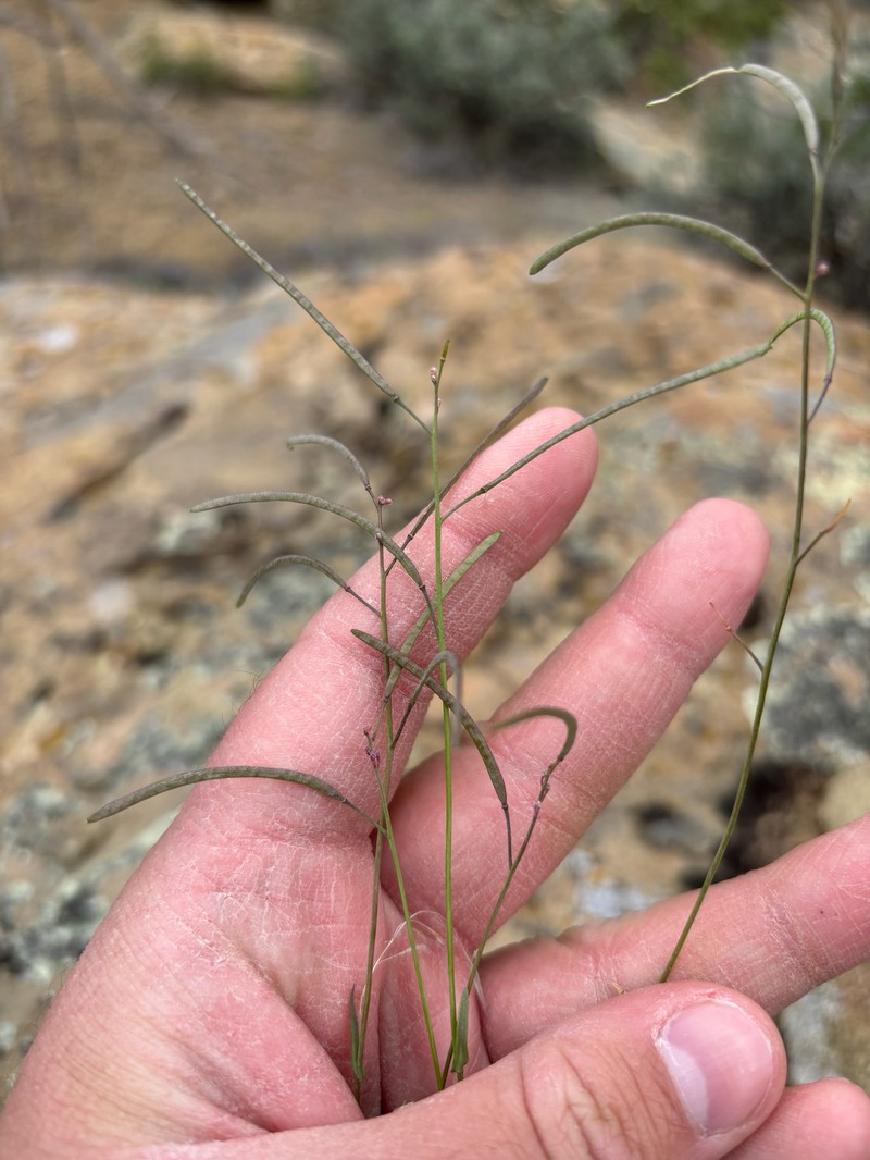 Gunnison County Rockcress photo 6