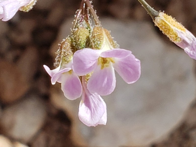 Gunnison County Rockcress photo 7